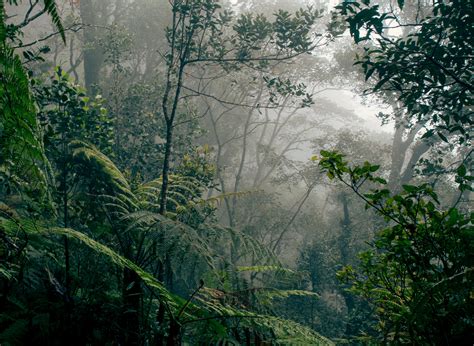 Borneo Rainforest Canopies